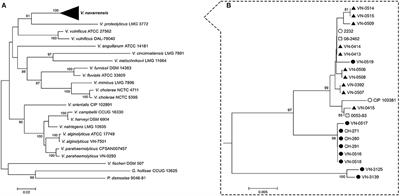 Diversity of Vibrio navarrensis Revealed by Genomic Comparison: Veterinary Isolates Are Related to Strains Associated with Human Illness and Sewage Isolates While Seawater Strains Are More Distant